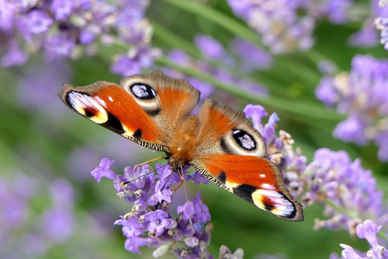 Butterfly Wings